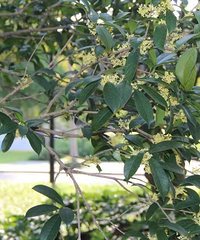 ����Ԥ�������ˡ��������ǡ�����ʱ�ˣ����껨�ڱ����������Ƴ١�