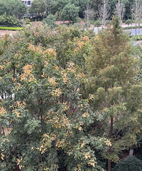 ��������һ���붬���ǽ���𻨻�����