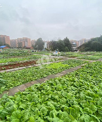 ʵ桰ũ?人һΪ칲˵!