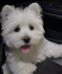 ���̼�ͥ��������ϵС��� 92�꺣����