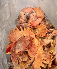 ���������ʡ������տ����ü�ͷ����û��