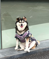 ���3K������Ѱ�������Ǻ�ϲ��ʱС���������������ˣ�