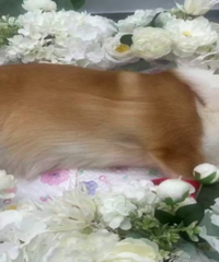 С����ȥ����������ԭ�����������ȥ��ȴ���ˡ�