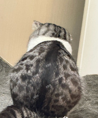 ˭����è��ͥ��ʹ������èë̫�ൽ�׸���ô�죿