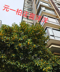 ����С���Ĺ������ˣ��������