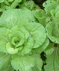 ԭ���ܶಡ�����Ŵ�!�������� ����������Ů���������