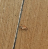 ����ĳ�̳�ż��Сǿ?��������ǲ���Сǿ????