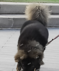 ˽ͷż󹷣˵ǲ ܿɶƷ