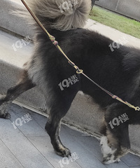 ���˽�ͷż���󹷣�������˵���ǲ��� �����ܿ�����ɶƷ����