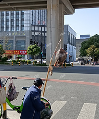 �����ڶ���·����·��������2025��������·���������ţ�