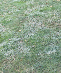 �붬������һ�ο�����˪ ����̫��һɹ��û��