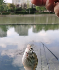 ���׷��������У�84������������8����Ůʿ