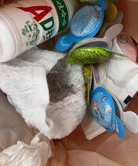 ���ž��������ҳԶ��������ĺ�������