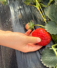 �ֵ��˲�ݮ��������ժ�Ĳ�ݮ�ִ�����