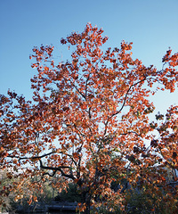 ��Դ���Ͳ˻������������Ů�ޡ�����������Ķ࣡