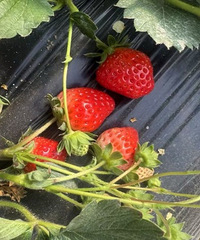 ����һ���ݮ������ժ������һ�� �����㰡��