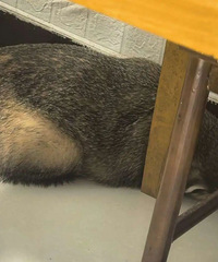 ����һ������г�����ֶ����Ⱥ�ڱ�������