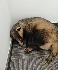 ����һ������г�����ֶ����Ⱥ�ڱ�������