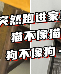 ��ɶѽ���������ˡ�