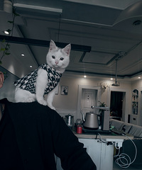 ��ͬ��ϲ��è������