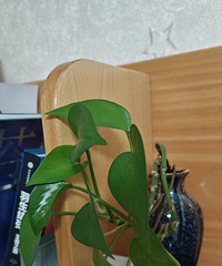 ����ϲ������ֲ �����ܲ��� ˮ�����˶���֪����ˮ