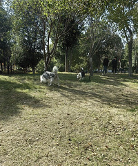 ���ﹷ��԰Ҫ��Ʊ�������������������շ�������