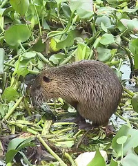 ��С��һ���󣡼�������������ֻ�����������󡱣�����ʵ�ġ�