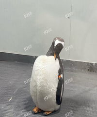 ����Ʈѩ�Ӵ�ѩ�˵����Ϸ���Ĺ��������ڱ������С���ÿɰ�