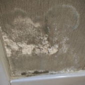 ǽ����ɶ������ë�ˣ�