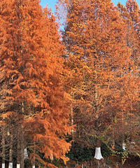 ����ֲ��԰����ɼ�����ˣ�����������ÿ���ȥ���~