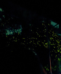 �ǱӺ����ֿ����Ǻ� ө�������һ��һ����̫���ˣ�