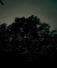 �ǱӺ����ֿ����Ǻ� ө�������һ��һ����̫���ˣ�