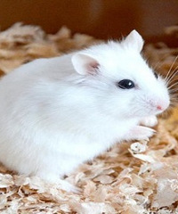 �����С����Ҫ��������ô�죿Ҫ������