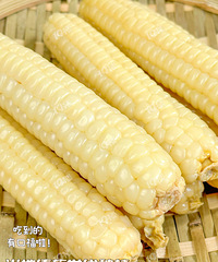 ��֬�ڱر�ĴָС����