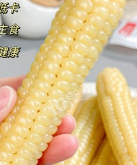 ��֬�ڱز����ٵ�Ӫ����ʳ��