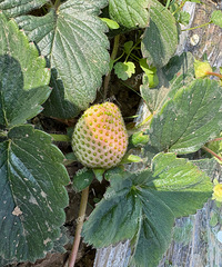 �Լ��ֵĲ�ݮ ��Ҫ����ˣ���ʱ�����ҡ���Ʒ��һ�¡���