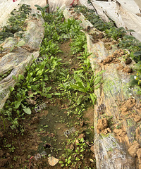 �Լ��ֵĲ�ݮ ��Ҫ����ˣ���ʱ�����ҡ���Ʒ��һ�¡���