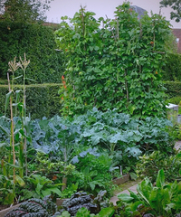 �������Ժ�ӵģ����Ը���ĸ�ֲ˵�С���ӣ�