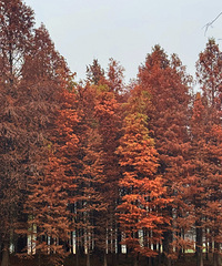 ����ֲ��԰�������ɼ��ʮ�ֳ�Ƭ���ö�Ư��С���������