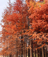 ����ֲ��԰�������ɼ��ʮ�ֳ�Ƭ���ö�Ư��С���������