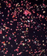 �����̳����������Ĳ��÷���������˵��ȫ���˶����÷ţ�