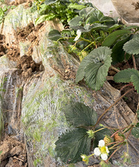 �Լ�Ϲ�ֵĲ�ݮ������������ �óԺóԣ�