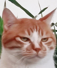 [����]װ���Ǻ���һ�㻹���Ѹ�һ�㣬�Ƚ�������