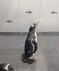 �Ϻ���ص������Χ�ú� ���ڿ����˴�˵�е���죡