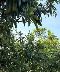 ���ƺ��԰���������ʱ��ȥ�ȽϺ��� ���Բ�ժ