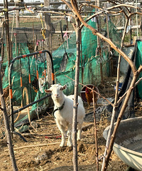 ��¼һ�����ڼ�����ѹ����������ܽ���ǣ����ֵ÷���