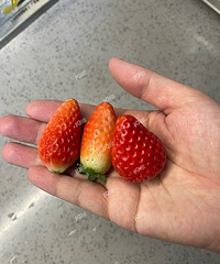 ���ڵĲ�ݮΪʲô�����ι�״�ģ�������������ɫ������