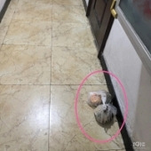 �ھ��ϰ��������Ҽ�