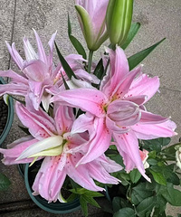 95��������ҵ�� �Ƹ�����ȴ���� ����Ϊ......