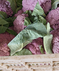 �����Ĳ˻����Ǽ����𣿿������ˣ�������ɫ�Ĳ˻���